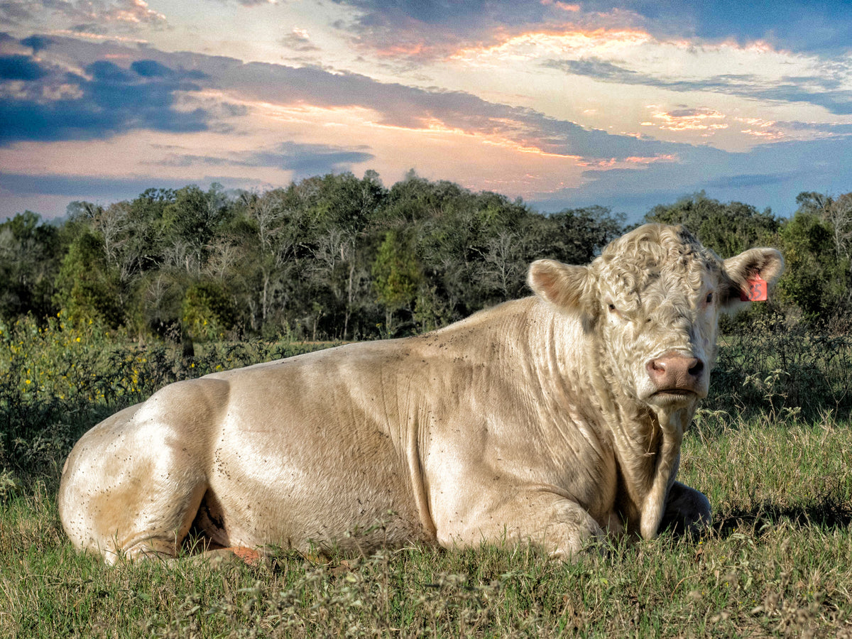 bodacious bull lays in the grass outside starhill farms